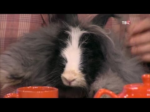 Видео: Терапия животными. Ангорские кролики. Пух-подушкин на ТВ