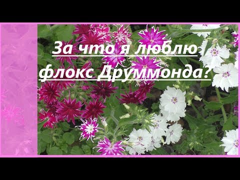 Видео: Однолетние флоксы Друммонда   в моем саду. Неприхотливые цветы: выращивание, виды, сорта.