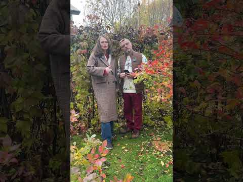 Видео: Фацелия ПОД ЗИМУ: что нужно знать #дачныйагроном #дача #сидераты