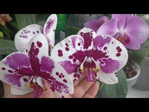 Видео: Мои красотки - орхидеи в марте!