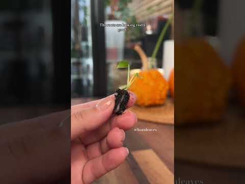 Видео: Давайте пересадим мой крошечный антуриум Кларинервиум ✨ #комнатныерастения #уходзарастениями #кро...