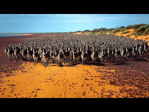 Видео: Австралия отправила миллион диких ослов в пустыню — через 10 лет результат поразил всех