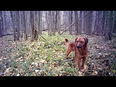 Видео: Темний ліс 2025-10-18_2025-10-28