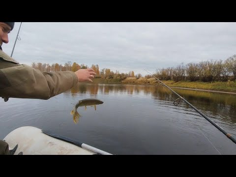 Видео: Кто последний на поклёвку? Рыбалка река сосьва 5.10.2025