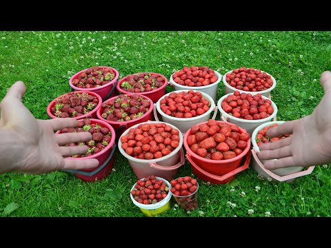 Видео: Сколько можно заработать выращивая клубнику