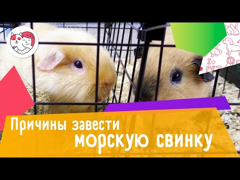 Видео: 6 причин завести морскую свинку