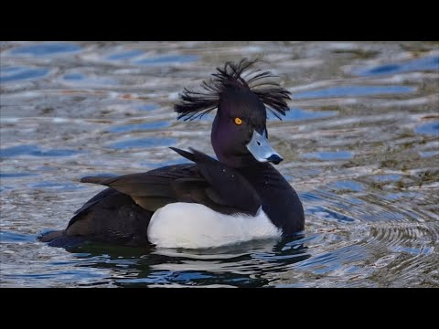 Видео: СЕВЕРКА ПОШЛА. Первый выезд на большую воду. Охота на утку. Duck hunting.