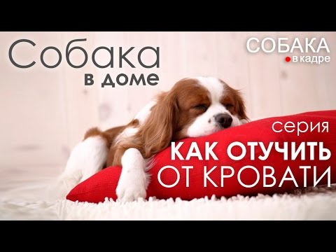 Видео: Как отучить собаку от кровати. Собака в доме.