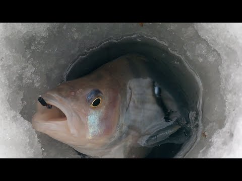 Видео: Руки трясутся. Леска на пределе. Трофейная рыбалка 2025