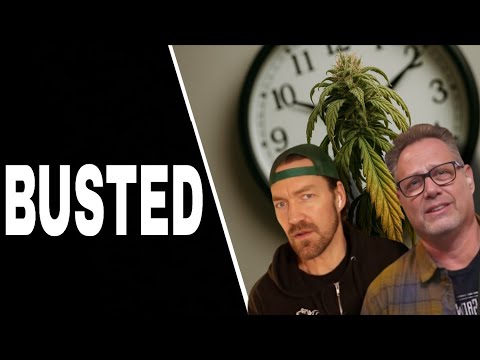 Видео: Профессиональные производители каннабиса развенчивают миф о круглосуточном освещении для выращива...