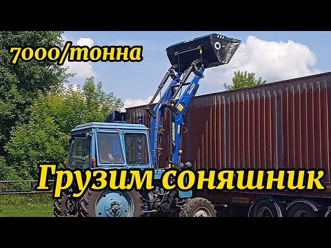 Видео: Грузим подсолнечник. МТЗ-82 с куном. Цена 7000/тонна. Будни села.