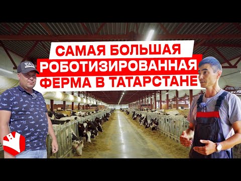 Видео: Самая большая роботизированная ферма в Татарстане | Молочное животноводство | Обзор хозяйства