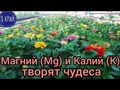 Видео: Магний (Mg) + Калий (K) для цветов в фазе бутонизации и цветения ТВОРЯТ ЧУДЕСА. Сульфат магния + NPK