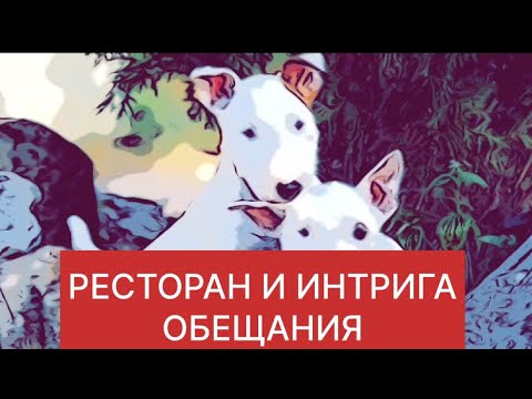 Видео: АРТЁМ СВЕТА ЧЕРНЕГИ МЕЧТЕ БЫТЬ #СамвелАдамян #saveliyad #ГрандеНико #ЧернегаСветаАртём