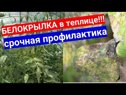 Видео: Белокрылка в теплице с томатами! Чем обработать помидоры от белоклылки