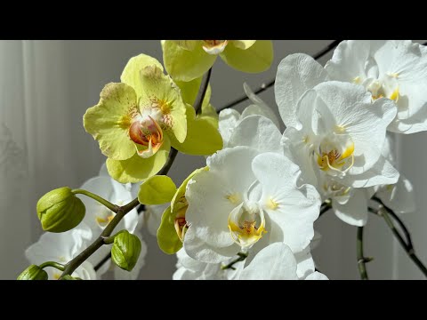 Видео: Грандифлора 🦋, Sogo Yukidian ES 🦋, бабочка Майя, новенькие, белые пелоры трилипс Ural