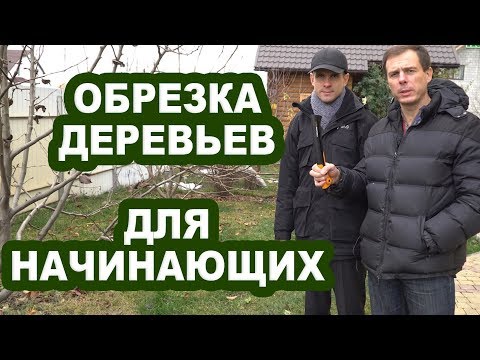 Видео: Обрезка деревьев для начинающих. Первые шаги. С Чего начать?