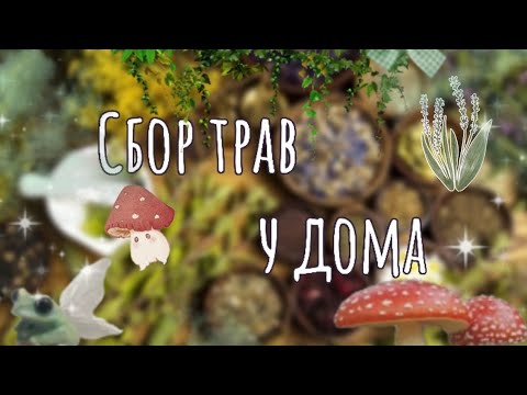 Видео: СОБИРАЮ РАСТЕНИЯ ДЛЯ ТРАВНИКА| Как сушить цветы для травника?