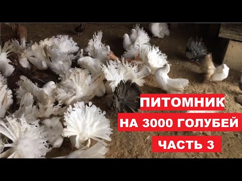 Видео: Питомник на 3000 голубей (3 часть). Живой дом