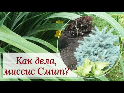 Видео: Как дела, миссис Смит? Влог-обзор