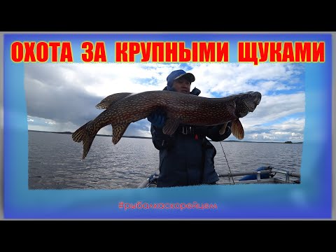 Видео: Охота за крупными щуками. Щука 9+ кг. Panoptix LiveScope. Рыбалка в Финляндии.