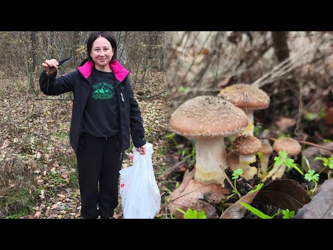 Видео: Опеньки в дубовому лісі ,тихе полювання 