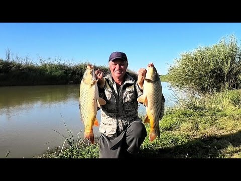 Видео: РЫБАЛКА НА САЗАНА ДЕДОВСКИМ МЕТОДОМ НА ЗАКИДУШКИ,