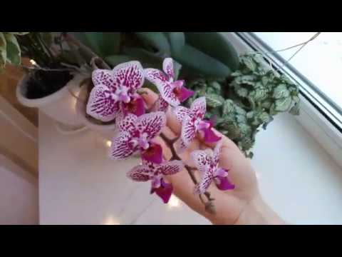 Видео: ОРХИДЕИ в моей спальне / ОРХИДЕИ на южном окне