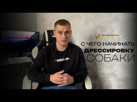 Видео: С чего начать дрессировку собаки?