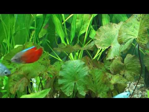 Видео: Нимфея тигровая - (Nymphaea lotus)