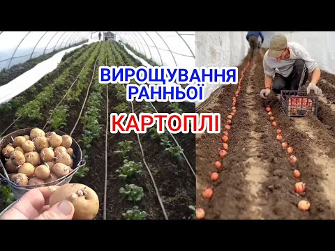 Видео: Вирощування ранньої Картоплі від А до Я