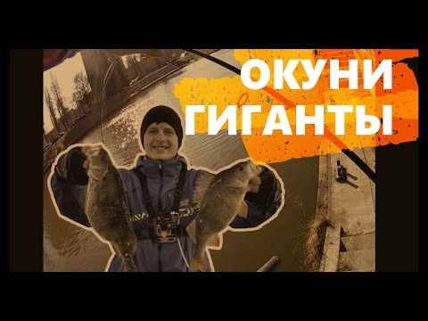 Видео: ОКУНИ ГИГАНТЫ на реке  motława. Рыбалка в Польше. Рыбалка в Гданьске