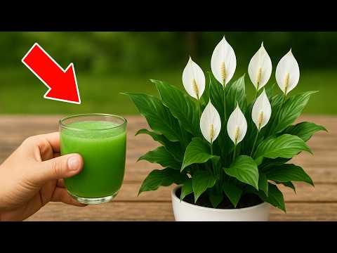Видео: 🌸Всего 1 стакан, и спатифиллум взорвется множеством цветов (посмотрите на невероятный результат)