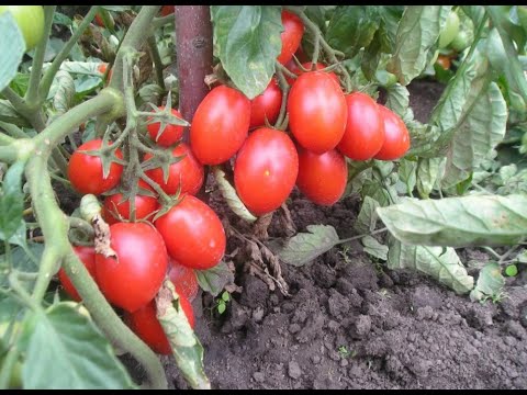 Видео: Низкорослые сорта томатов не требующие пасынкования