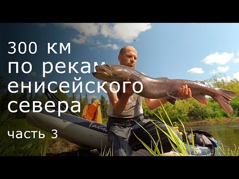 Видео: Река Сохатиная. Таймень, Щука.