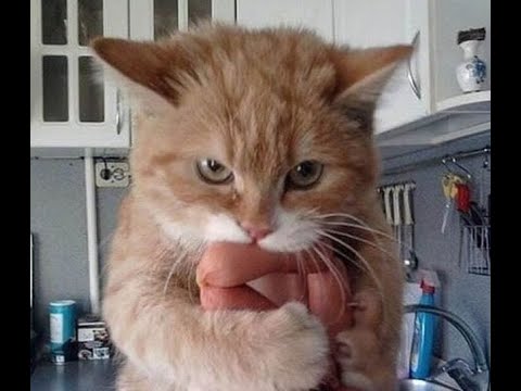 Видео: 😻 Самые смешные кошки! 🐈 Подборка смешных видео котов, котят и собак! 😺