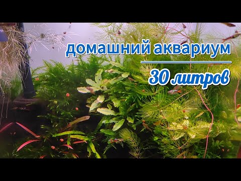 Видео: Аквариум Dennerle 30 литров.