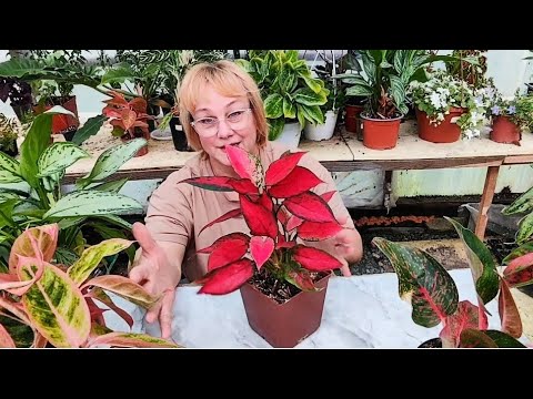 Видео: АГЛАНЕМА. СЕКРЕТЫ ВЫРАЩИВАНИЯ.