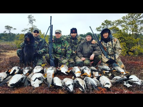 Видео: Охота на гуся.Осень.Архангельск.