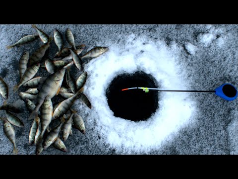 Видео: ПЕРВАЯ Рыбалка 2022. Поиск Окуня На ДЕРЕВЕНСКОМ Пруду