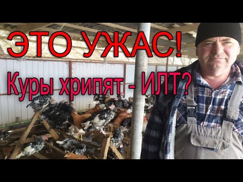 Видео: Заразные болезни кур | КУРЫ ХРИПЯТ - это ИЛТ!