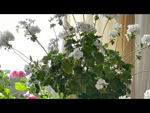 Видео: Как на одном кусте пеларгонии вырастить 40 соцветий