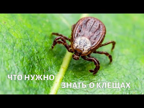 Видео: Клещи. Вопросы выживания