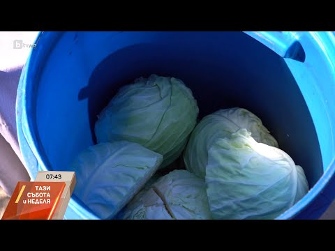 Видео: За лек, за здраве, за махмурлук: Как се приготвя кисело зеле?