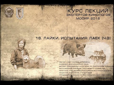 Видео: Лекция 16. Испытания лаек. ч.3 (Курсы экспертов-кинологов МООиР 2016)