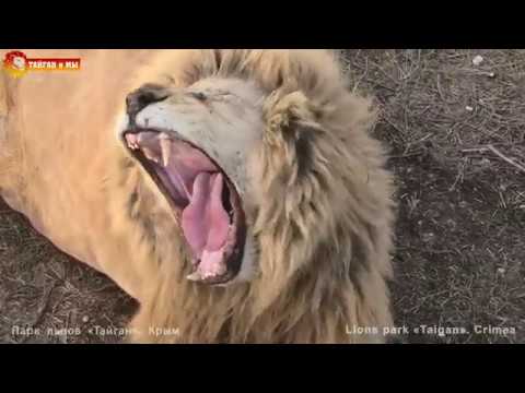 Видео: КРУТЕЙШИЙ вечер! Поют ВСЕ львы Тайгана! СУПЕР перекличка! GREAT evening! ALL lions roaring in Taigan