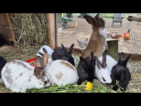 Видео: КРОЛИКИ🐇РАЗВЕДЕНИЕ КРОЛИКОВ🐇🐰🐰🐇🐰