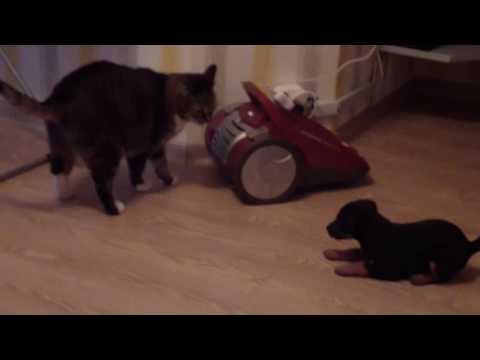 Видео: ягдтерьер знакомство с котом