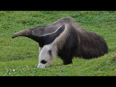 Видео: ГИГАНТСКИЙ МУРАВЬЕД - Необычный зверь с длиннющим языком и Головой Панды на ногах!
