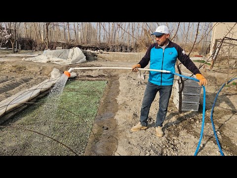 Видео: №5.Тарвуз уруғ униб чиқди сув берамиз холатига қараб.